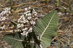 Pinewoods milkweed